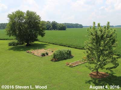 Our Senior Garden - August 4, 2016