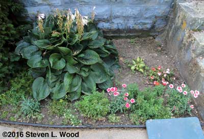 Left front flowerbed
