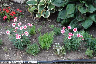 Right front flowerbed