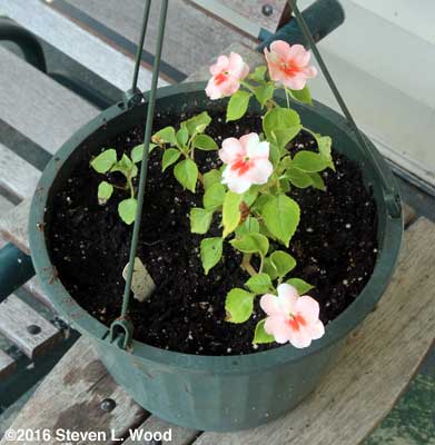 Envoy impatiens in hanging basket pot