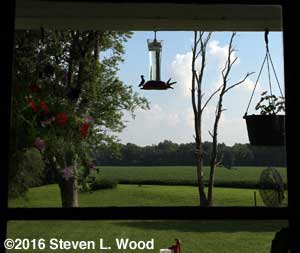 Hummingbirds at feeder through kitchen window