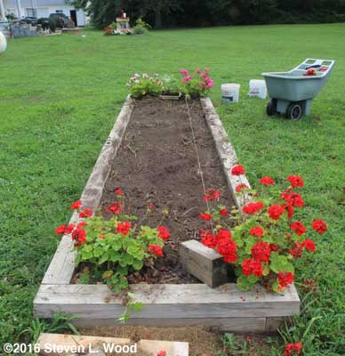 Buckwheat tilled under