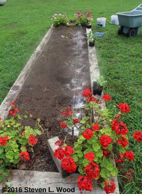 Lime, fertilizer, and egg shell added to planting holes