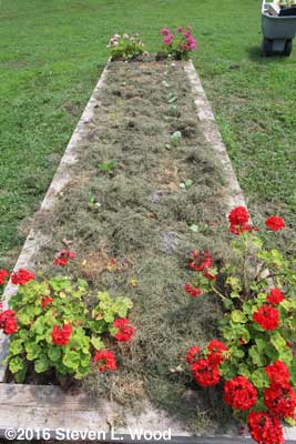 Fall brassicas transplanted and mulched