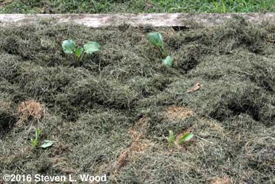 Fall brassicas transplanted and mulched