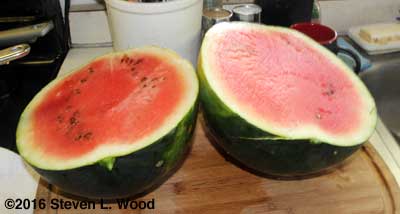 First ripe watermelon of the season, a Blacktail Mountain