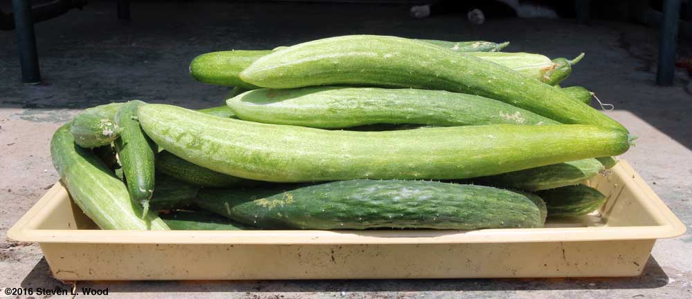 Japanese Long Pickling cucumbers