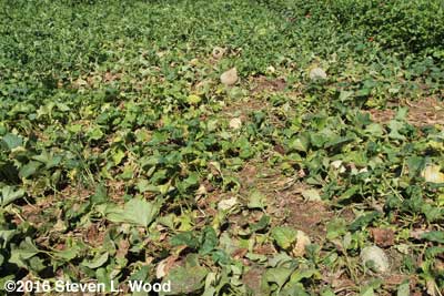 Cantaloupe vines