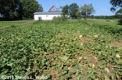 Melon patch - August 7, 2016