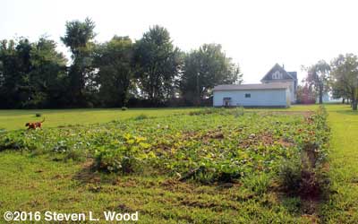 Melons ready to pick