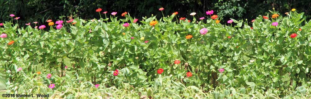 Zinnias in bloom