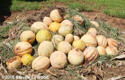 Cull melons on compost pile