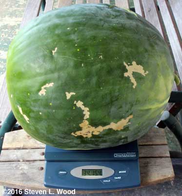 Thirty-five pound Moon & Stars watermelon