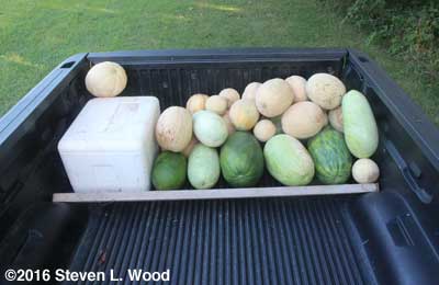 Melons