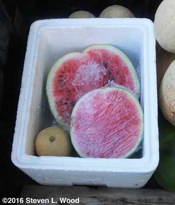 Watermelon halves on ice