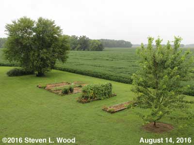 Our Senior Garden - August 14, 2016