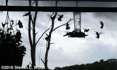Hummingbirds around feeder