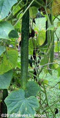 Table ready Japanese Long Pickling cucumber