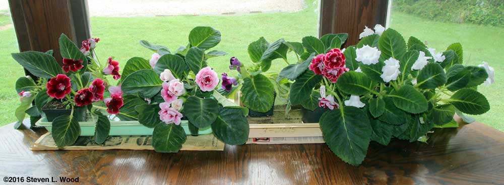 Gloxinias on dining room table