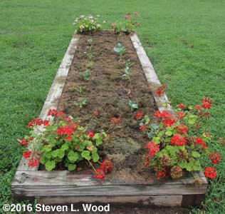 Raised bed of broccoli and cauliflower
