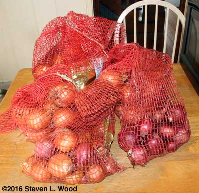 Onions bagged for storage