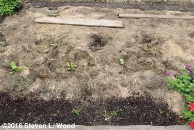 Small lettuce plants