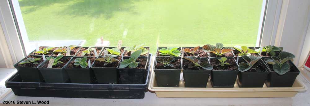 Gloxinias in four and four and a half inch pots