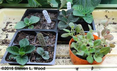 Gloxinias in fourpacks and communal starting pot