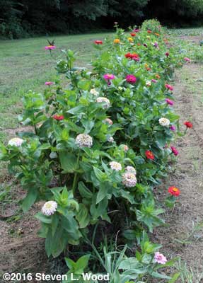 Zinnias beside melon patch