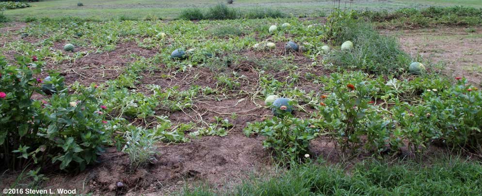 Melons still ripening