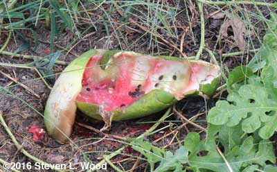 Melon eaten by raccoons