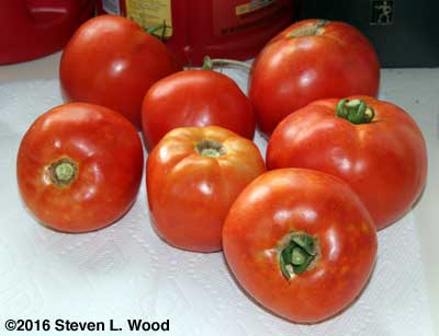 Bella Rosa tomatoes