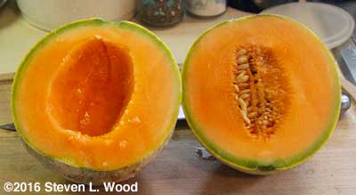 Cut Sugar Cube cantaloupe