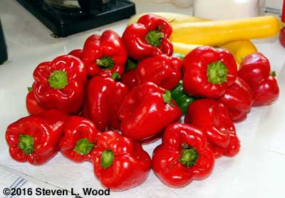 Earliest Red Sweet peppers
