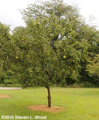 Granny Smith semi-dwarf apple tree