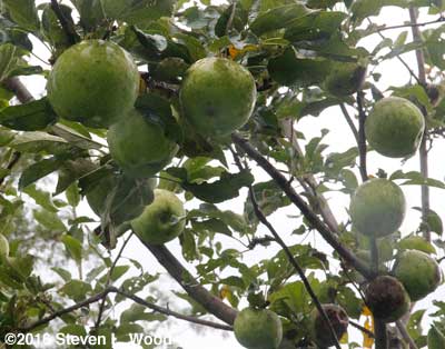 Nearly ripe Granny Smith apples (with sooty mold)