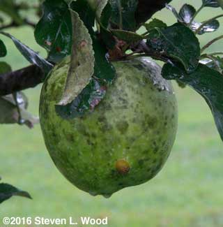 Sooty mold on Granny Smith apple
