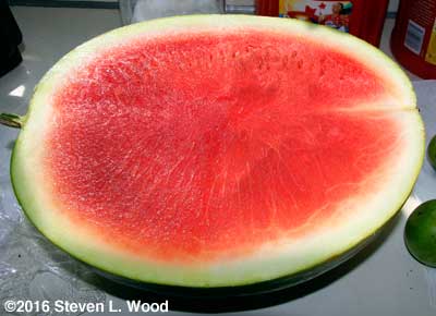 Pretty seedless watermelon