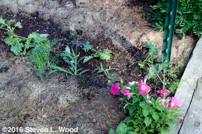 Weeds in kale row