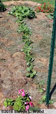 Kale row weeded and mulched