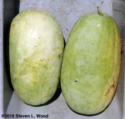 Ripe Ali Baba watermelons