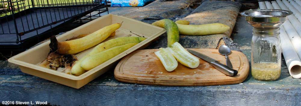 Harvesting cucumber seed