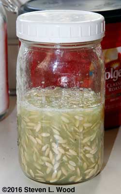 Fermenting cucumber seed