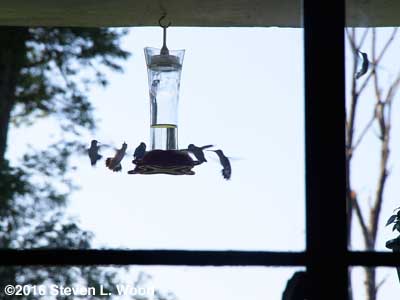 Hummingbirds at feeder - August 30, 2016