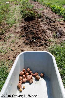 Digging a few potatoes