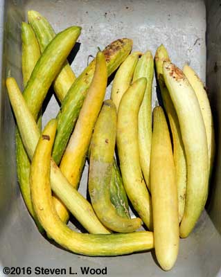 JLP cucumbers for seed saving