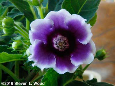 Purple and white gloxinia bloom