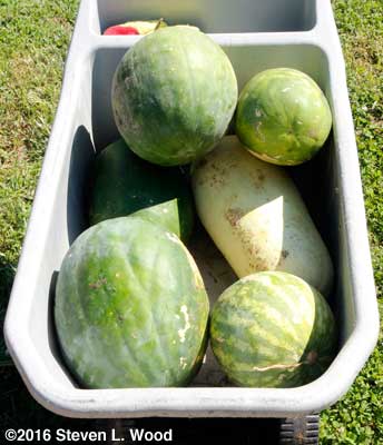 Good melons