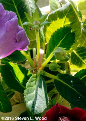 Marked bloom stem