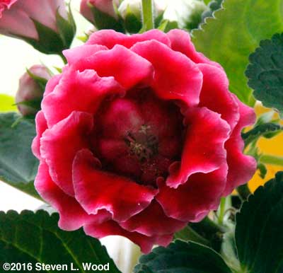 Red, doubled gloxinia bloom